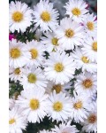 Айстра новобельгійська Арктік Вайт|Aster novi-belgii Arctic White|Астра новобельгийская Арктик Уайт